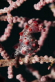   Pigmy was Taken Raja Ampat Cape Kri dive spot  